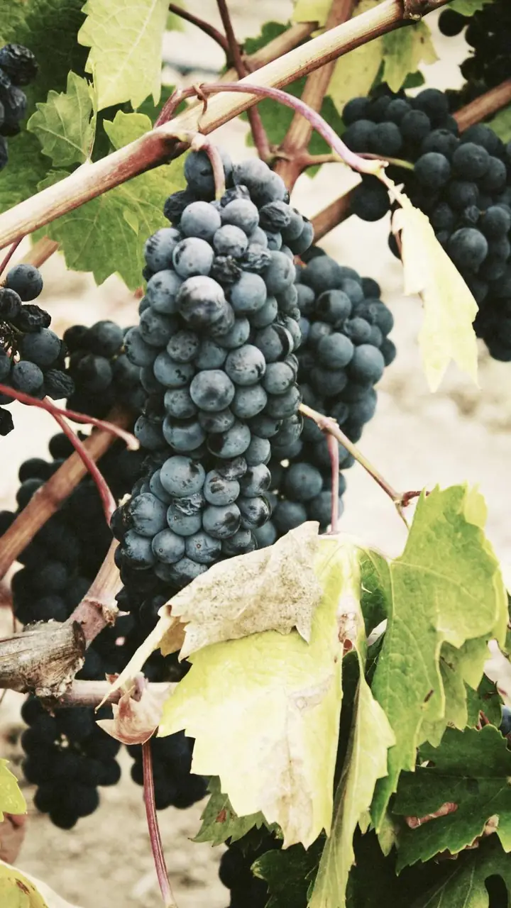 Dark grapes on the vine